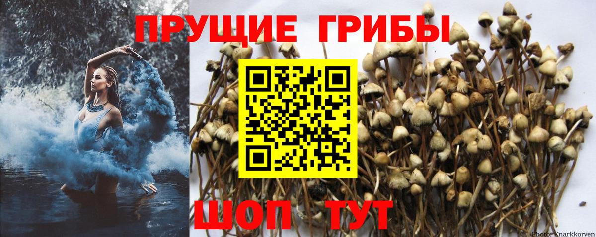 Сафоново  Псилоцибиновые грибы Psilocybe  Вход с VPN  Галлюциногенные грибы ЛСД 